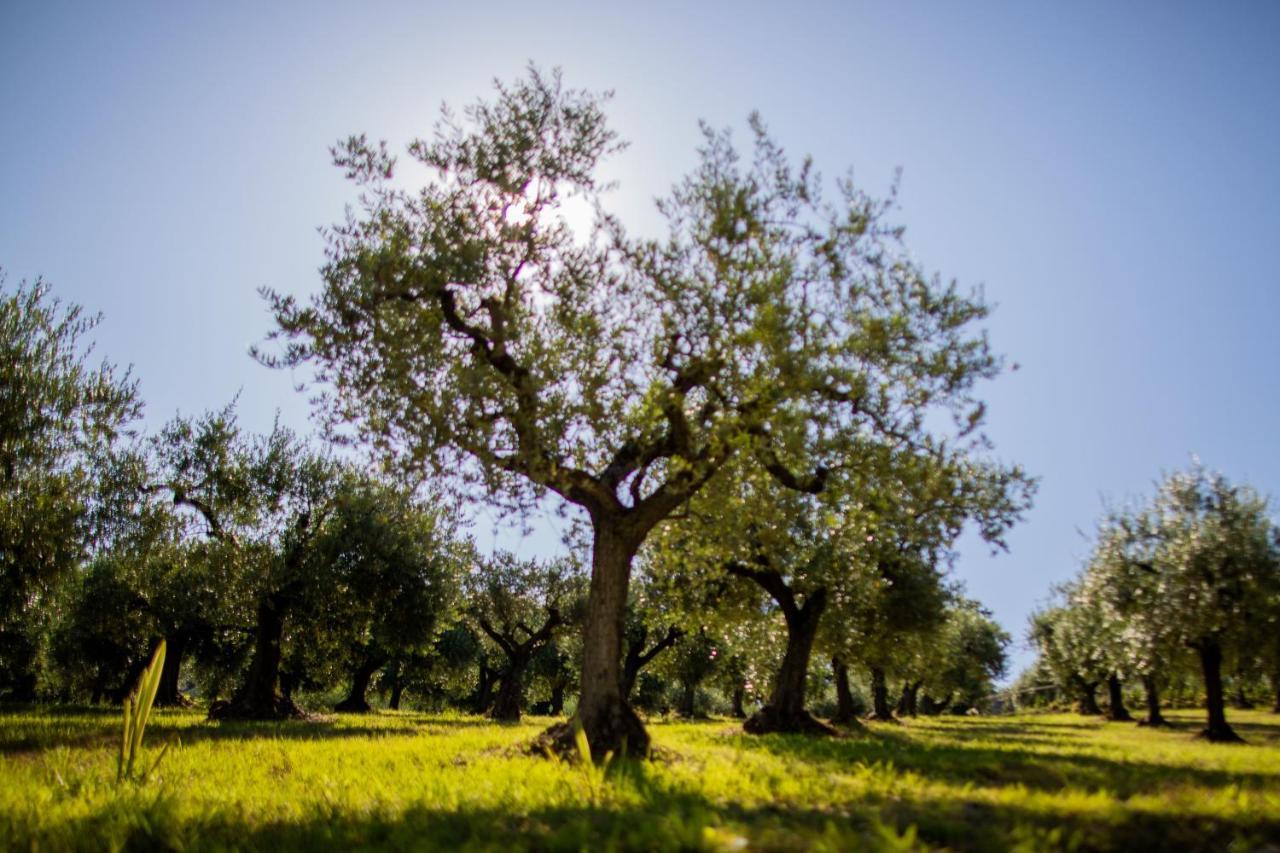 Bed and Breakfast Ulivo Bianco San Giovanni Teatino Exterior foto